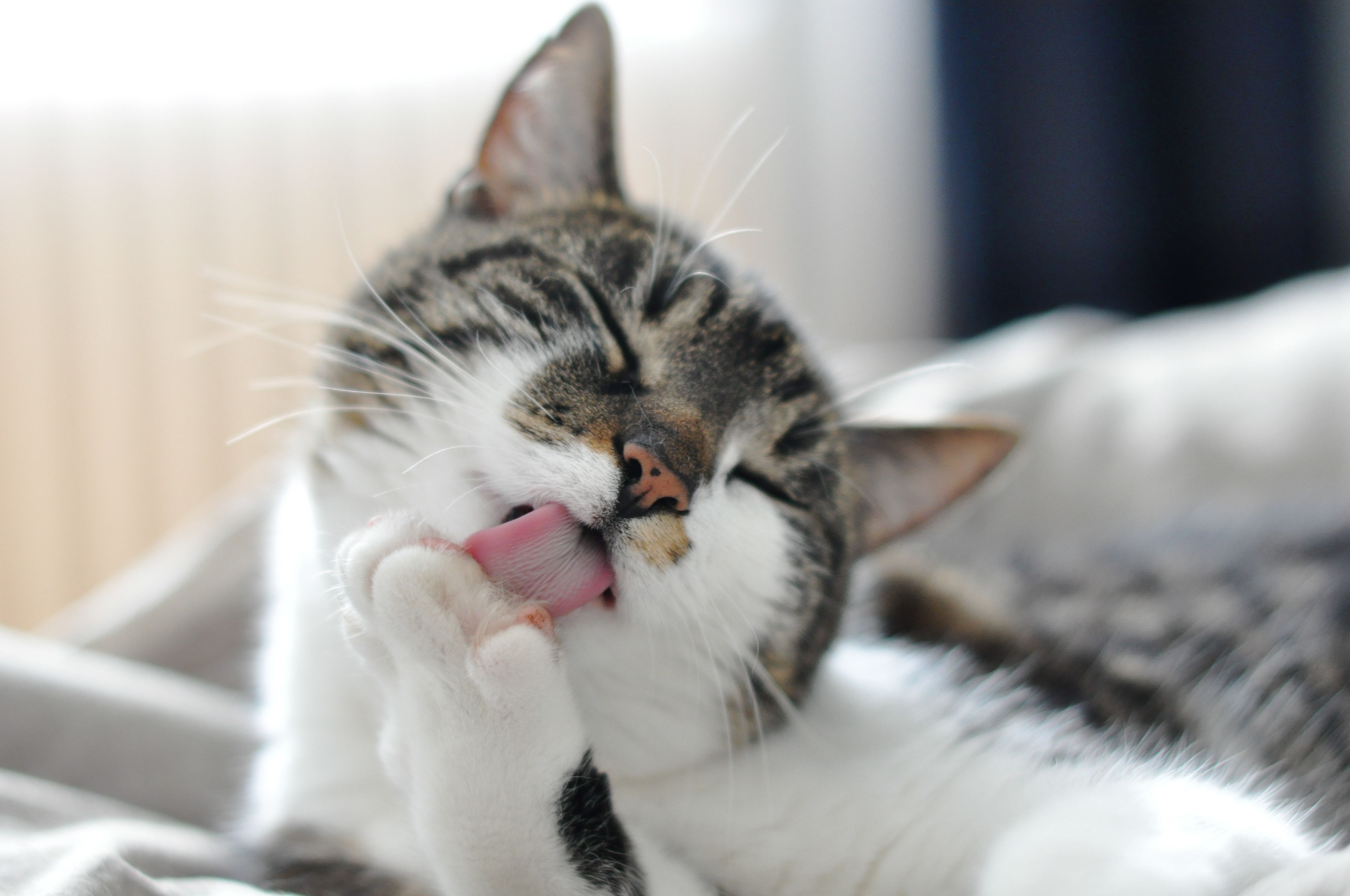 brown cat grooming itself